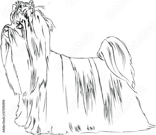 Yorkshire terrier hand drawing vector illustration
