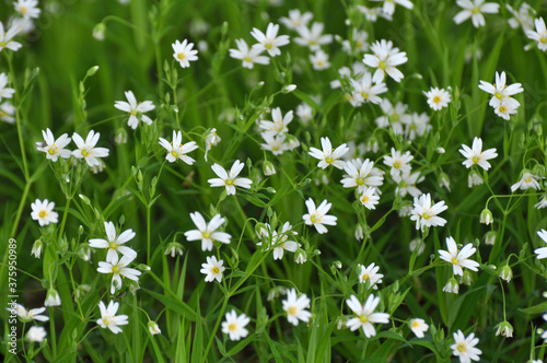 In the forest in the wild bloom Stellaria holostea