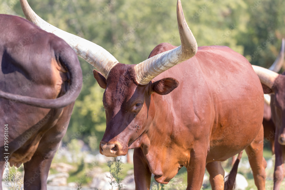 Bos taurus africanus, The Ankole-Watusi, cattle lined up Bos taurus africanus, The Ankole-Watusi, cattle lined up