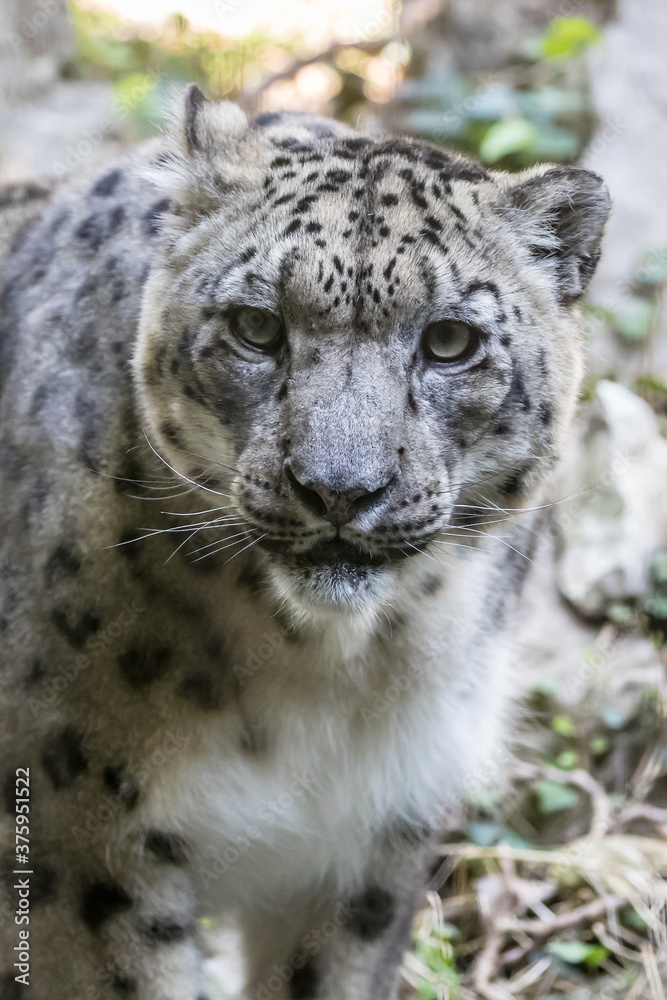 portrait of snow leopard or ounce (Panthera uncia) portrait of snow leopard or ounce (Panthera uncia)