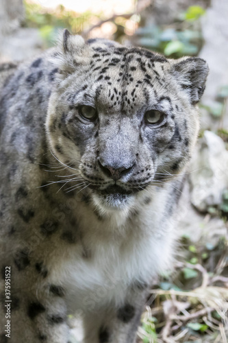 portrait of snow leopard or ounce  Panthera uncia 