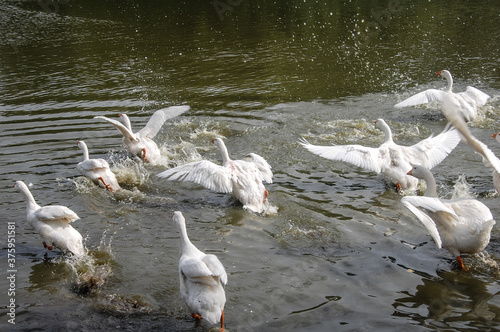 swans taking off from the water