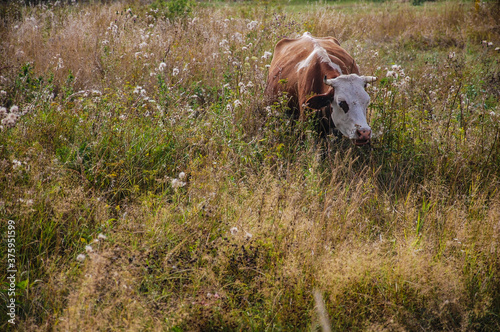 cow in the meadow