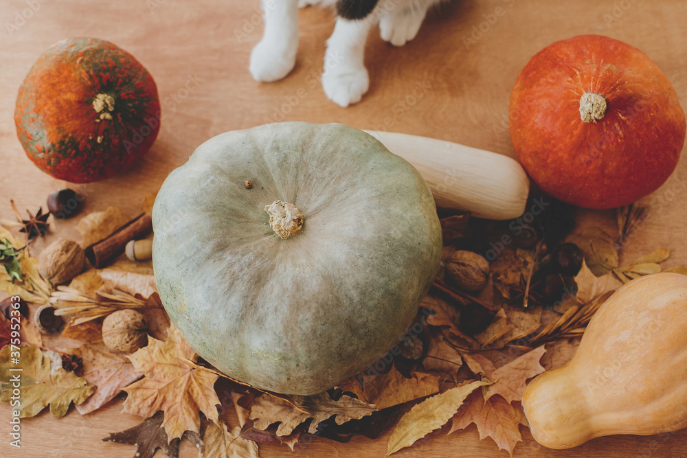 Cute cat paws at pumpkins, autumn leaves, nuts and spices on rustic wooden background, celebrating autumn holidays at home. Happy Thanksgiving and Halloween Cute cat paws at pumpkins, autumn leaves, nuts and spices on rustic wooden background, celebrating autumn holidays at home. Happy Thanksgiving and Halloween
