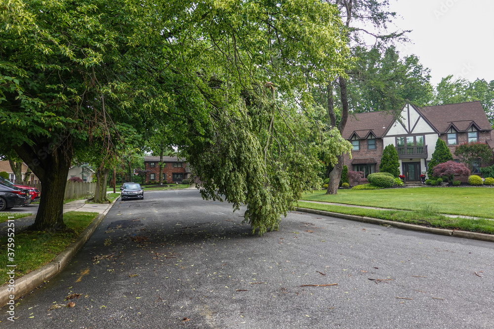 Large tree branch with green leaves hanging over the middle of a street