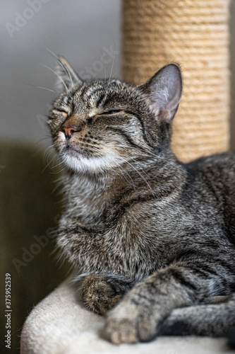 Fototapeta Naklejka Na Ścianę i Meble -  Happy smiling grey cat pet laying 