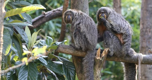Female of  the Guianan saki,  the golden-faced saki female on the tree
