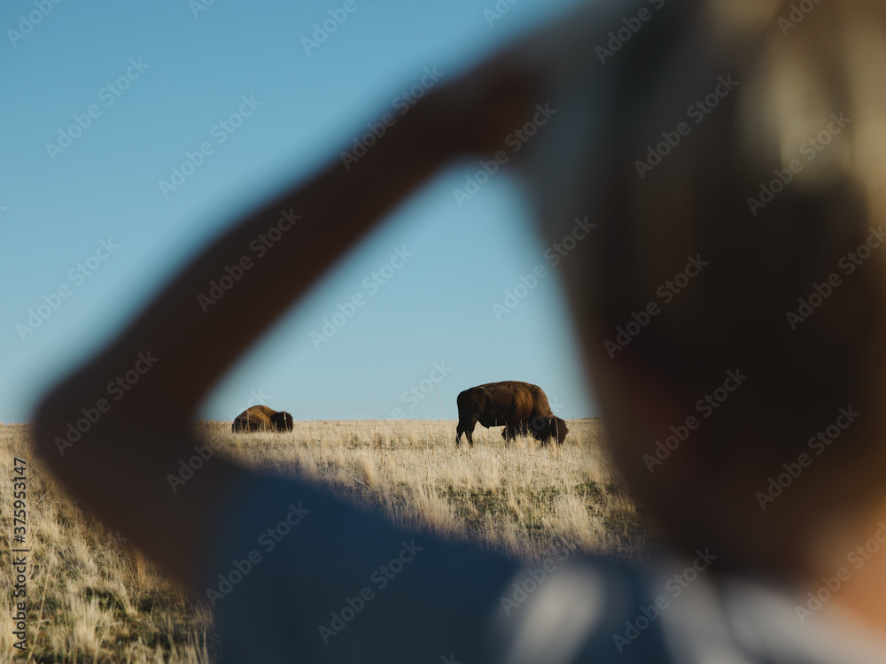 Boy watching bison grazing on grassy landscape Boy watching bison grazing on grassy landscape