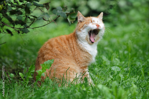 A ginger cat sits in the grass and yawns. Selective focus