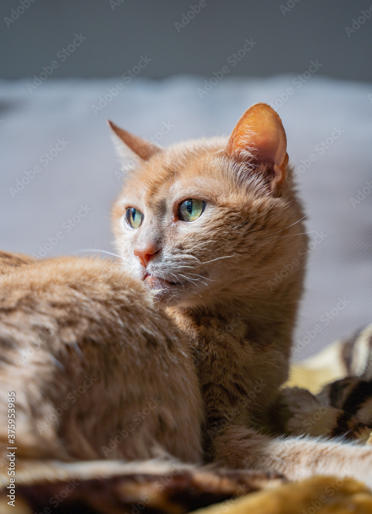 Adorable, old, mature sand cat lying on brown blanket. Fluffy, tired pet is resting in the rays of the sun. Adorable, old, mature sand cat lying on brown blanket. Fluffy, tired pet is resting in the rays of the sun.