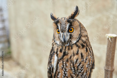 portrait of a cute little owl