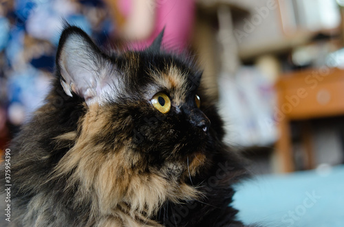 persian cat with a rare tortoiseshell color at home