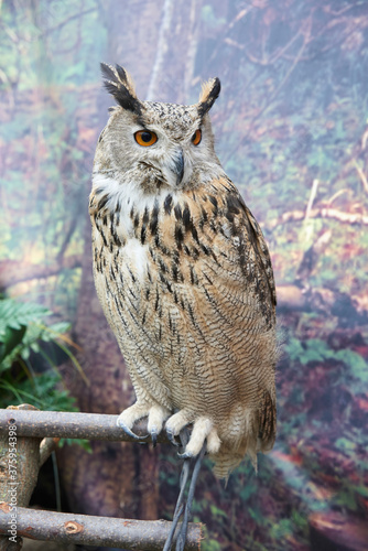 portrait of an owl at a bird show