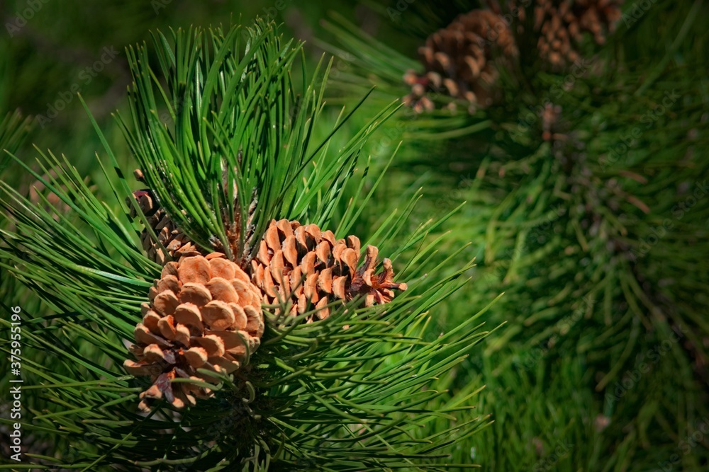 Natural pine cone and green needles on the tree. Close up. Natural pine cone and green needles on the tree. Close up.