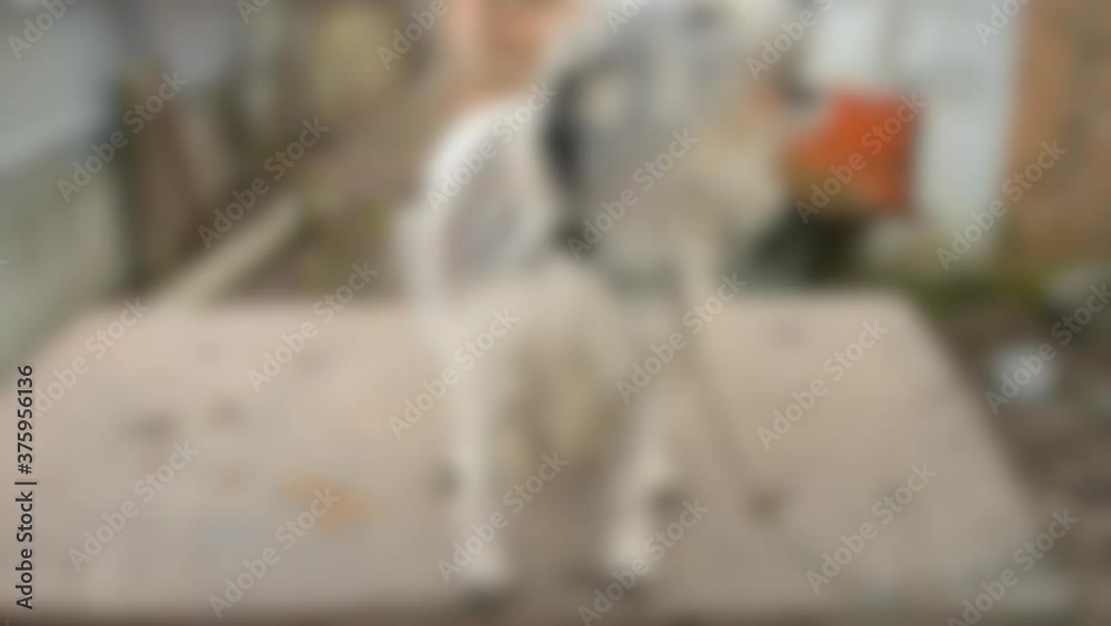 Blurred background. Portrait of an old watchdog standing on a doghouse close-up Blurred background. Portrait of an old watchdog standing on a doghouse close-up