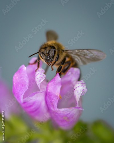 yellow honey bee pollinator lands on pink flower in garden © Bethany