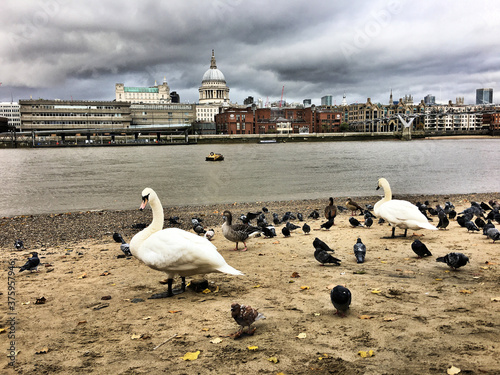 A view of st Pauls Cathedral across the river Thames with Swans in the foreground