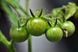 green tomatoes on a vine