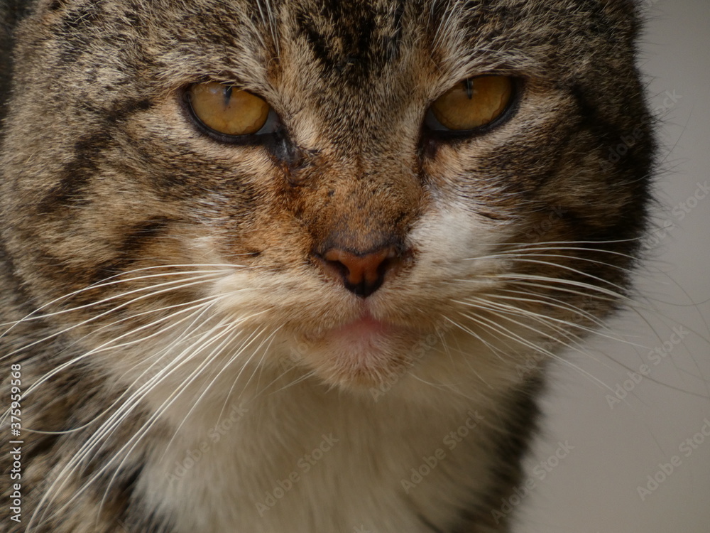 Portrait of old cat with white neck and amber eyes