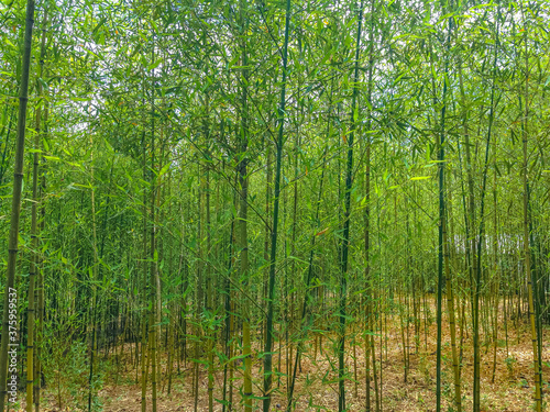 Bosque de Bambu