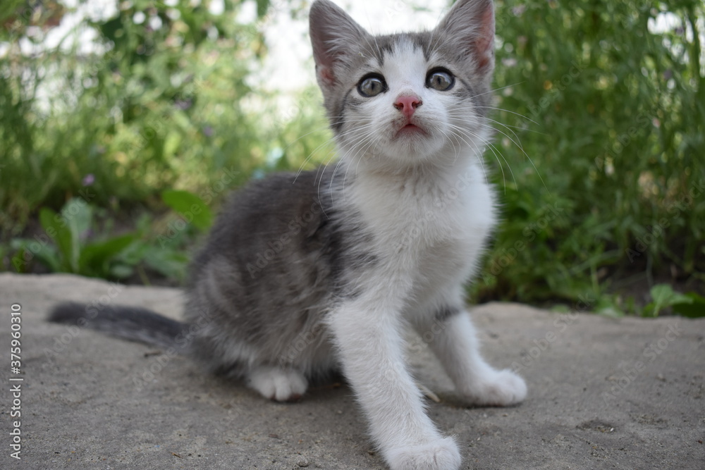 cat on the grass