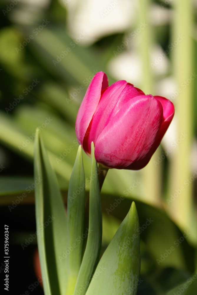 Naklejka premium Close up shot of red tulip blossom