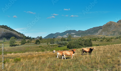 vacas,montaña.campo