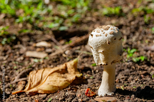 Close up shot of a mushroom