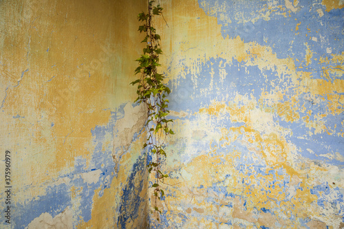 Old wall with ivy as background © Tuba