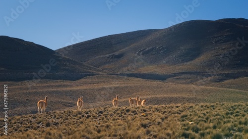 Foto Herd of guanacos (Lama guanicoe) spotted in the steppes of Villavicencio natural reserve, in Mendoza, Argentina