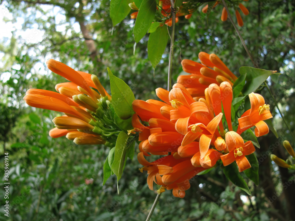 Close up shot of orange Pyrostegia venusta blossom Close up shot of orange Pyrostegia venusta blossom