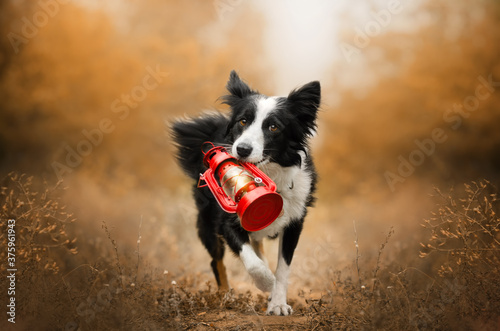 border collie dog lovely portrait autumn mood magic light incredible pet 