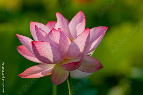 Morning sunny view of the lotus blossom