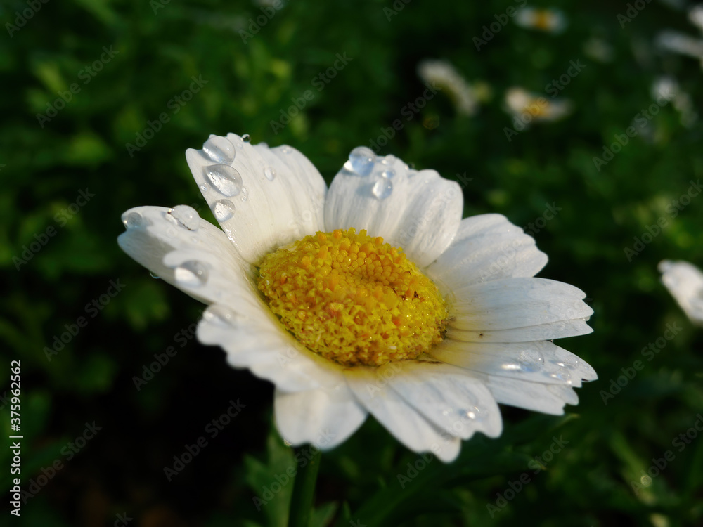 Fototapeta premium Close up shot of a Marguerite daisy blossom