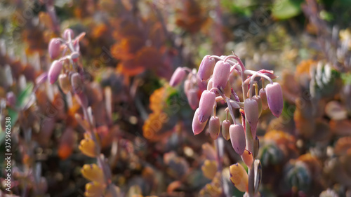 Close up shot of Bryophyllum pinnatum photo