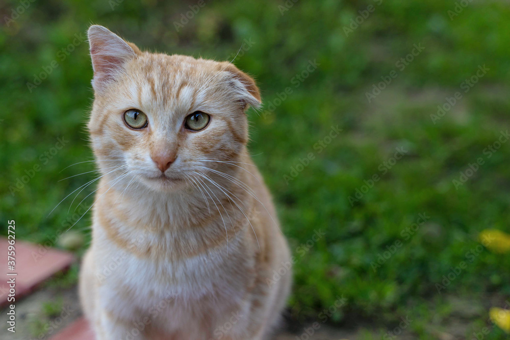 portrait of a beautiful red cat with a bad ear, lop-eared cat, with broken cartilage on the ear