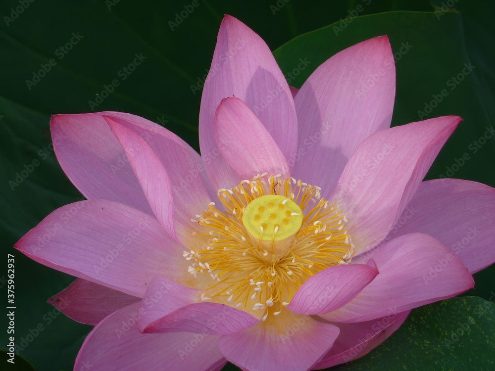 Sunny view of lotus blossom in Taipei Botanical Garden Sunny view of lotus blossom in Taipei Botanical Garden
