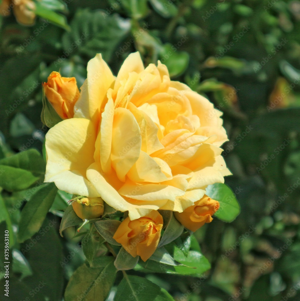 Yellow rose on a background of green leaves
Yellow rose on a background of green leaves