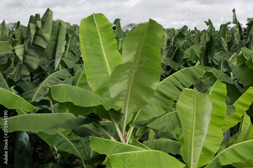 Plantación de palma bananera