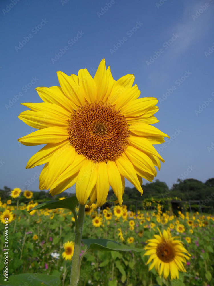 Close up shot of sunflower blossom Close up shot of sunflower blossom