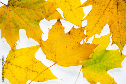 Yellow Maple Leaves on a White Background