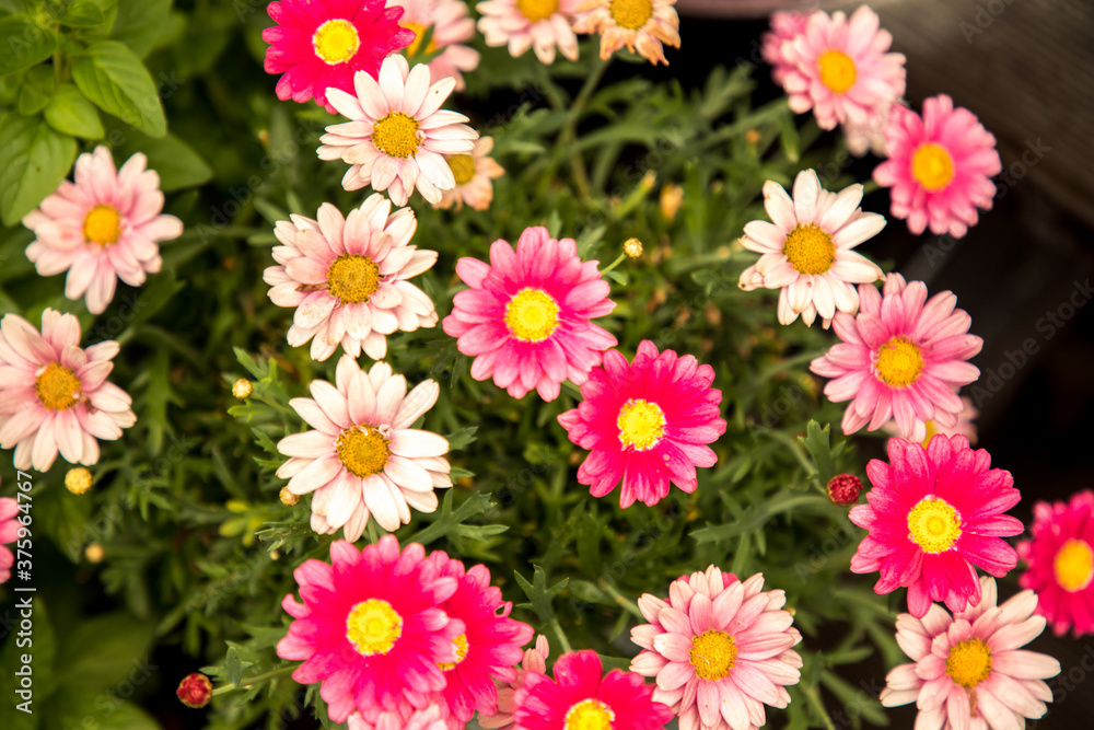 Blumen Blumen