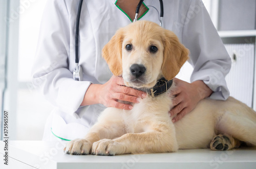 Fototapeta Naklejka Na Ścianę i Meble -  Lovely retriever dog in veterinary clinic