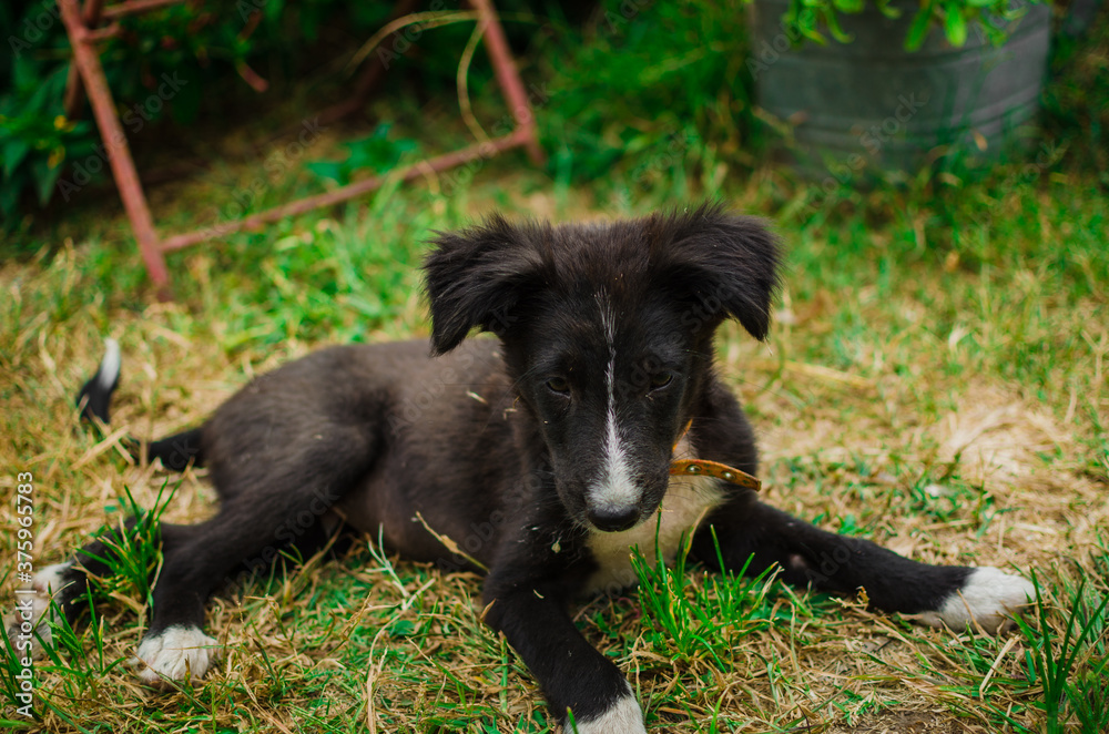 Fototapeta premium Pequeño perro negro jugando sobre el césped.