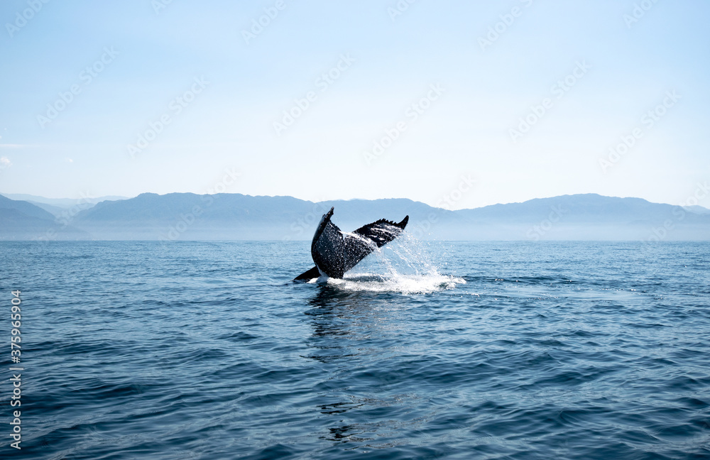 Fototapeta premium Tail fin of a humpback whale above surface of the ocean. Pacific ocean, Puerto Vallarta. Jal. México.