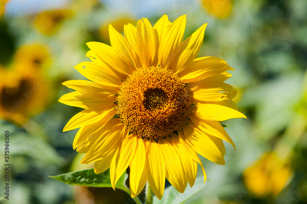 beautiful delicate yellow sunflower close up
beautiful delicate yellow sunflower close up