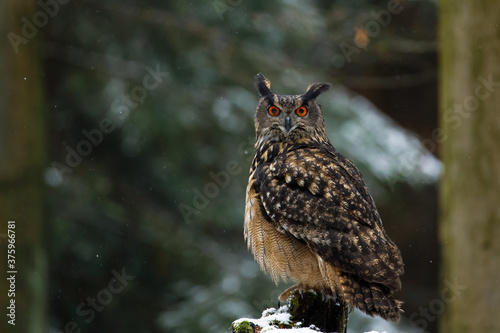 Owl with fluffy feathers in snowfall. Eurasian eagle owl, Bubo bubo, perched on mossy stump. Wildlife photo from winter forest. Beautiful owl with orange eyes. Snow in nature. Habitat Europe, Asia.