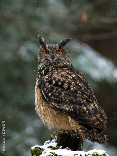 Owl with fluffy feathers in snowfall. Eurasian eagle owl, Bubo bubo, perched on mossy stump. Wildlife photo from winter forest. Beautiful owl with orange eyes. Snow in nature. Habitat Europe, Asia.