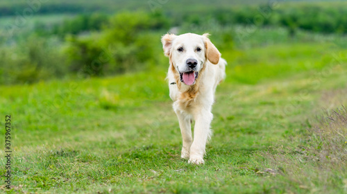 Cute golden retriever dog walking on green grass with travelling car