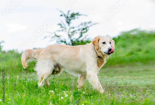 Beautiful young dog walking in nature at spring